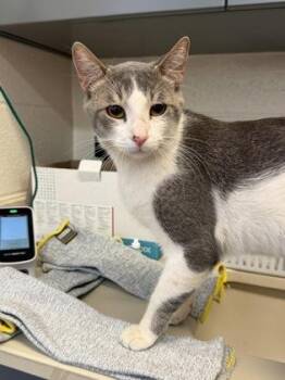 Jax -  Domestic Short Hair Cat for Adoption in Wichita, Kansas - Jax | PetCurious