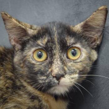 Rescue Tortoiseshell and Domestic Short Hair Cats for Adoption in Huntley, Illinois - Zig Zag | PetCurious
