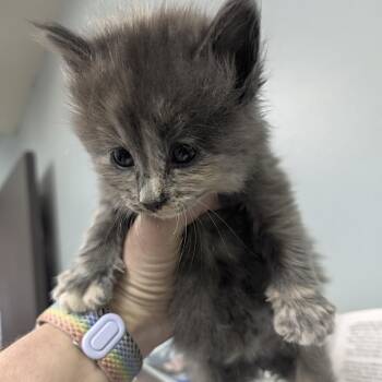 Patches -  Domestic Long Hair Cat for Adoption in Columbia, Missouri - Patches | PetCurious