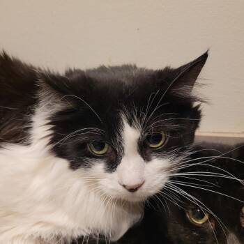 Little Man -  Domestic Medium Hair Cat for Adoption in Las Vegas, Nevada - Little Man | PetCurious