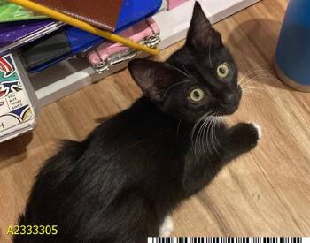 LOKI -  Domestic Short Hair Cat for Adoption in West Palm Beach, Florida - LOKI | PetCurious