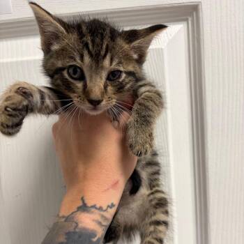 Domestic Short Hair Cats Available for Adoption in Webster, Texas - Gandhi | PetCurious