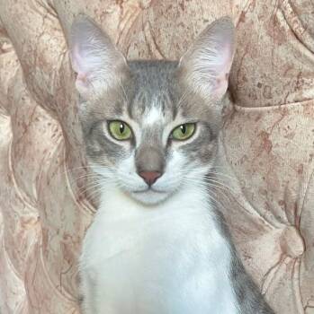 Sisco -  Devon Rex and Domestic Short Hair Cat for Adoption in Brampton, Ontario - Sisco | PetCurious