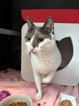 CHERRY -  Domestic Short Hair Cat for Adoption in Leesburg, Virginia - CHERRY | PetCurious