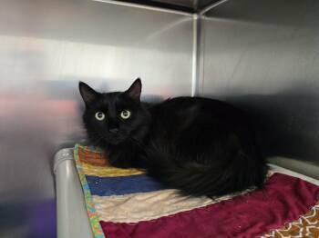 Furina -  Domestic Long Hair Cat for Adoption in Winthrop, Maine - Furina | PetCurious