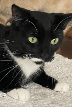 Domestic Short Hair Cats Available for Adoption - Tux | PetCurious