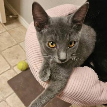 Jazzy -  Domestic Short Hair and Russian Blue Cat for Adoption in Fort Worth, Texas - Jazzy | PetCurious