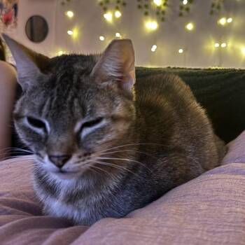 Domestic Short Hair Cats Available for Adoption - LuLu | PetCurious