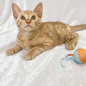 Baxter -  Domestic Short Hair Cat Available for Adoption in Miami, Florida - Baxter | PetCurious