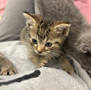 (S) Jeremy Gilbert -  Domestic Short Hair Cat for Adoption in Portland, Indiana - (S) Jeremy Gilbert | PetCurious