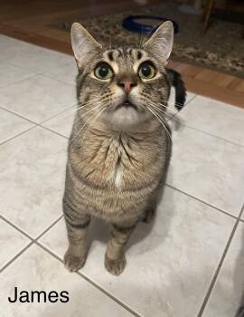James -  Tabby Cat for Adoption in Buffalo, New York - James | PetCurious