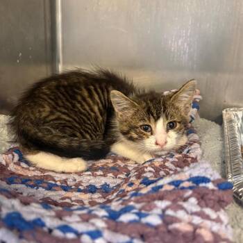 Domestic Short Hair Cats Available for Adoption in Huntington, West Virginia - Interstate | PetCurious