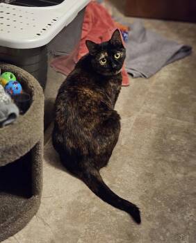 Susie -  Tortoiseshell Cat for Adoption in Charlotte, North Carolina - Susie | PetCurious