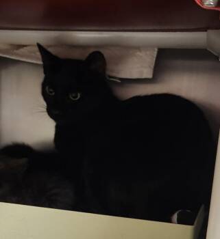 Arugula - Barn Cat -  Domestic Short Hair Cat for Adoption in Vancouver, Washington - Arugula - Barn Cat | PetCurious