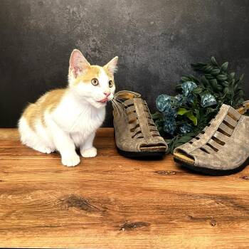 Domestic Short Hair Cats Available for Adoption in South Riding, Virginia - Mary Jane