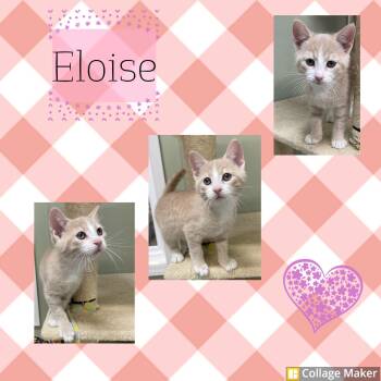 Eloise -  Domestic Short Hair Cat for Adoption in Clearfield, Pennsylvania - Eloise | PetCurious