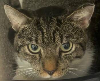 TWIZZLER -  Domestic Short Hair Cat for Adoption in Elizabethton, Tennessee - TWIZZLER | PetCurious