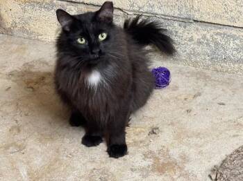 Rupert -  Domestic Medium Hair Cat for Adoption in Camp Hill, Pennsylvania - Rupert | PetCurious