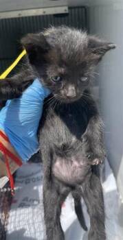 Rescue Domestic Short Hair Cats for Adoption in Houston, Texas - A643517 | PetCurious