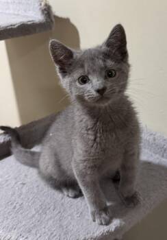 Victor -  Domestic Short Hair Cat for Adoption in East Hanover, New Jersey - Victor | PetCurious