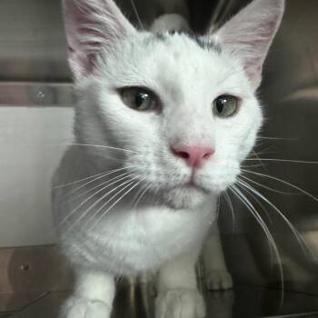 Cloud -  Domestic Short Hair Cat for Adoption in Lakewood, Colorado - Cloud | PetCurious