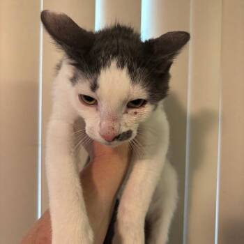 Domestic Short Hair Cats Available for Adoption - Sky | PetCurious