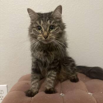 Domestic Medium Hair Cats Available for Adoption in San Tan Valley, Arizona - Bailey | PetCurious