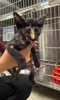 Leica -  Domestic Short Hair Cat for Adoption in Twentynine Palms, California - Leica | PetCurious