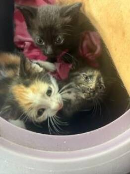 Everest -  Domestic Short Hair Cat for Adoption in Ruskin, Florida - Everest | PetCurious