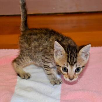 Rescue Domestic Short Hair Cats for Adoption in Morgan Hill, California - Lenny | PetCurious