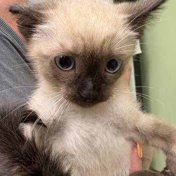 Billie -  Siamese and Domestic Short Hair Cat for Adoption in West Des Moines, Iowa - Billie | PetCurious