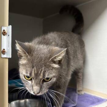 Domestic Short Hair Cats Available for Adoption in Fredericksburg, Virginia - Ferrets Rule | PetCurious