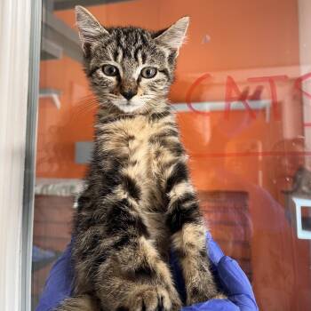 Zapp -  Domestic Short Hair Cat for Adoption in Kanab, Utah - Zapp | PetCurious