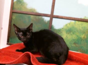 FOREST -  Domestic Short Hair Cat for Adoption in Houston, Texas - FOREST | PetCurious