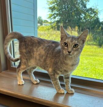 Lily -  Domestic Short Hair Cat for Adoption in Little Rock, Arkansas - Lily | PetCurious