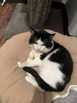 Rescue Domestic Short Hair Cats for Adoption - Toro | PetCurious