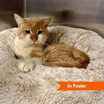 Domestic Short Hair Cats Available for Adoption in Baltimore, Maryland - Little Buddy II | PetCurious