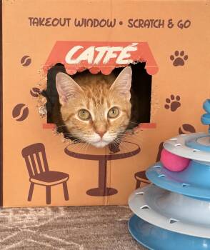 Sunny -  Domestic Short Hair Cat for Adoption in Fort Lauderdale, Florida - Sunny | PetCurious