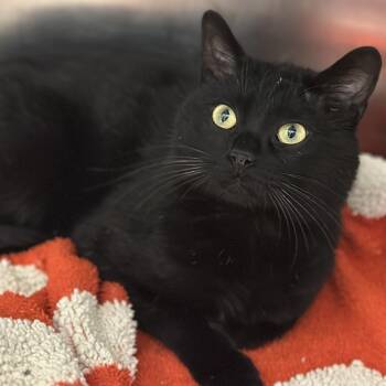 Domestic Short Hair Cats Available for Adoption in Matteson, Illinois - Hammerhead Shark | PetCurious