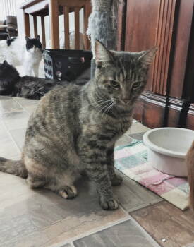 Rescue Domestic Short Hair Cats for Adoption in Walnut Creek, California - Coco | PetCurious