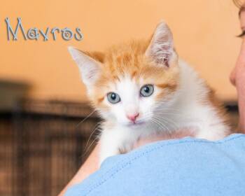 Mavros -  Domestic Short Hair Cat for Adoption in Somerset, Pennsylvania - Mavros | PetCurious