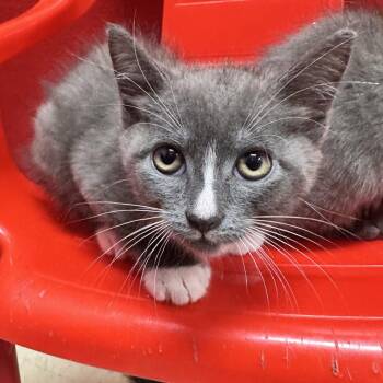 Tyrain ACQ 2 -  Extra Toes Cat Hemingway Polydactyl Cat for Adoption in Union, Missouri - Tyrain ACQ 2 | PetCurious