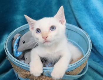 Oscar -  Siamese Cat for Adoption in St. Augustine, Florida - Oscar | PetCurious