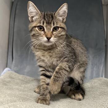 11. Zombie Roswell -  Domestic Short Hair Cat for Adoption in Denver, Colorado - 11. Zombie Roswell | PetCurious