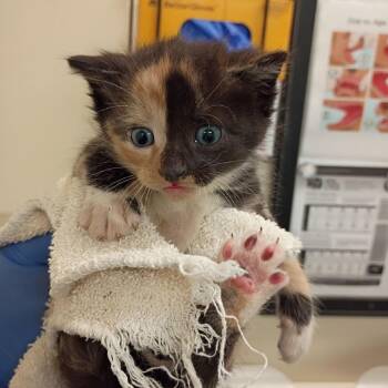 Domestic Short Hair Cats Available for Adoption in Roanoke, Virginia - Big Ang | PetCurious