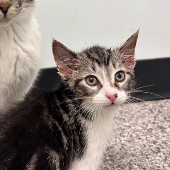 Cheeto -  Domestic Short Hair Cat for Adoption in Clavet, Saskatchewan - Cheeto | PetCurious