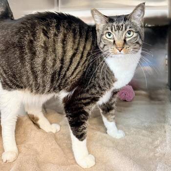 Lea -  Domestic Short Hair Cat for Adoption in Palm Springs, California - Lea | PetCurious