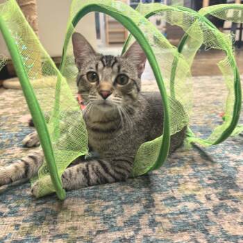 Doug -  Domestic Short Hair Cat for Adoption in Huntsville, Alabama - Doug | PetCurious