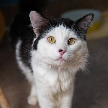 Domestic Medium Hair Cats Available for Adoption in Palm Springs, California - Mr. Bojangles | PetCurious