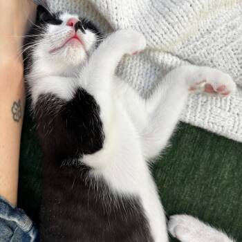 Timothy Q. Mouse -  Domestic Short Hair Cat for Adoption in Richmond, Virginia - Timothy Q. Mouse | PetCurious